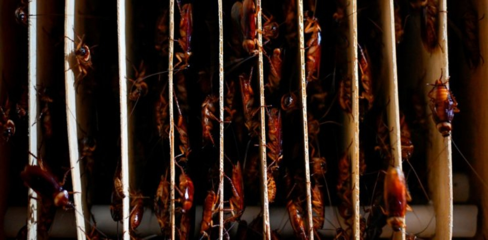 Descubrieron cientos de cucarachas en la mochila de una niña