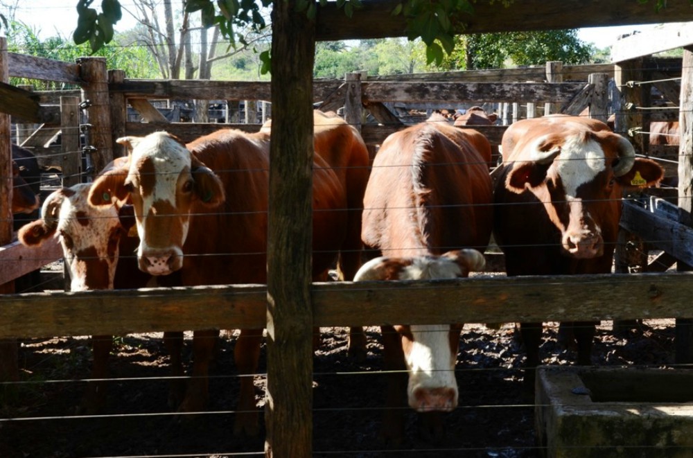 Destacan que se recaudaron más de 24 millones de pesos en remates ganaderos