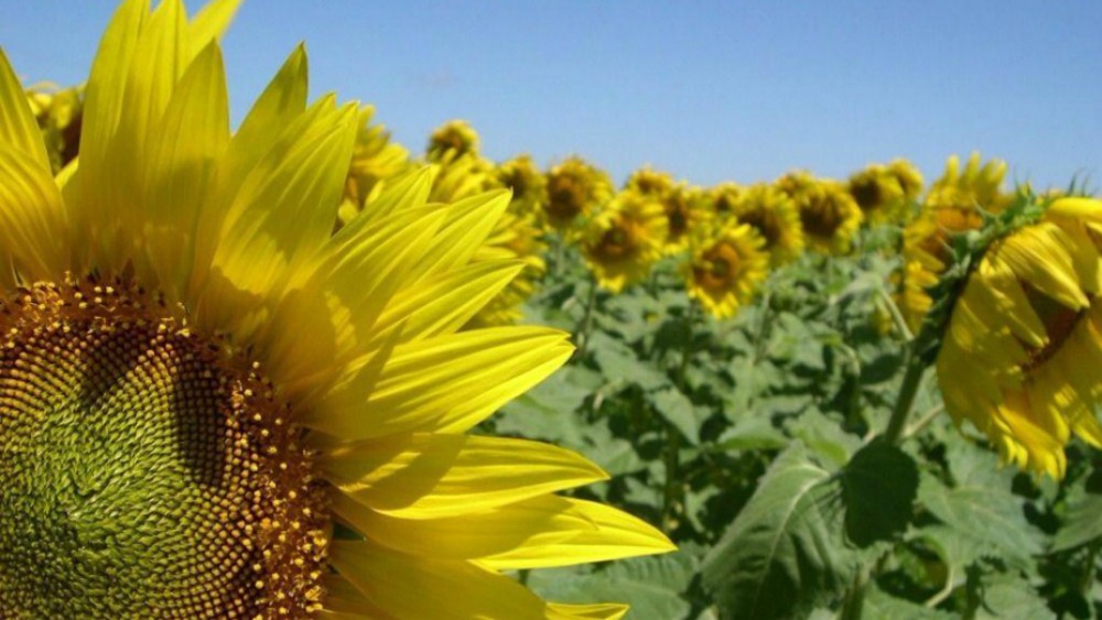Lanzaron híbrido de girasol con genes de resistencia a herbicidas
