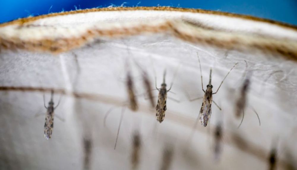 La OMS certifica que Argentina y Argelia están exentas de malaria