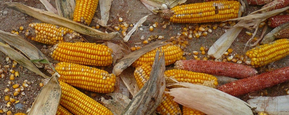 Juntos por el Cambio pretendería avanzar con el maíz transgénico