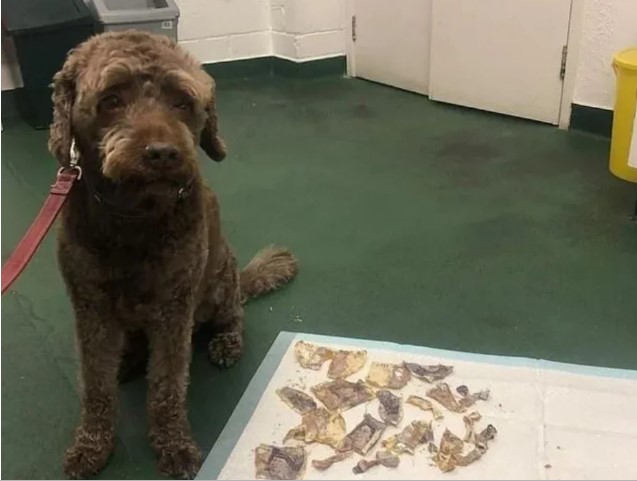 Un perro se comió el dinero de sus dueños que era para pagar deudas