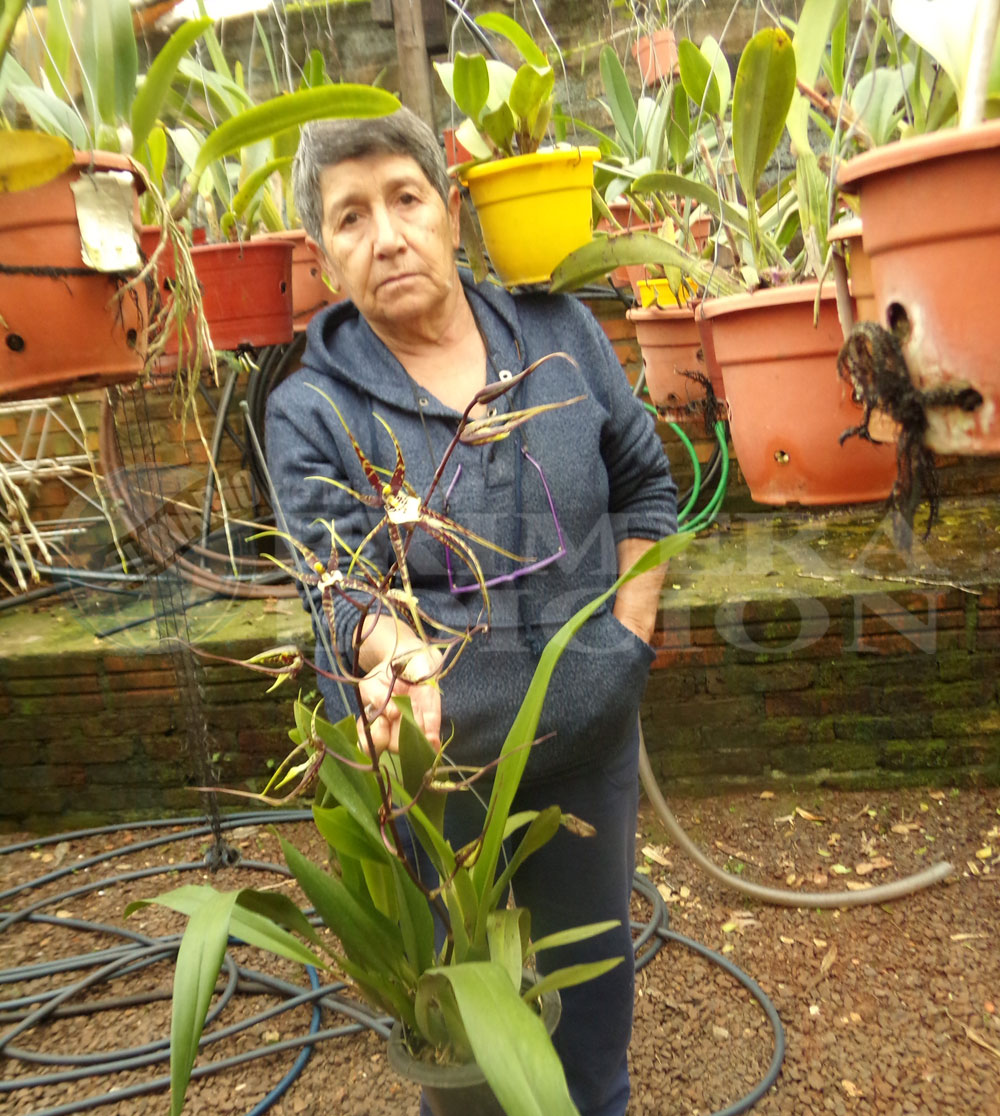 A japón, siguiendo los pasos de los “nikkeys”