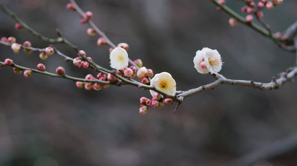 A japón, siguiendo los pasos de los “nikkeys”