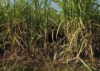 Palta y caña de azúcar: cultivos misioneros que son tendencia