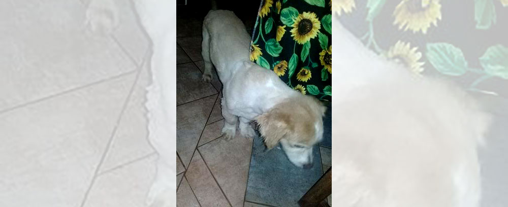 SOS Mascotas: buscan a Homero