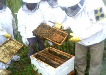 Recomiendan a apicultores realizar reservas de alimentos para las abejas