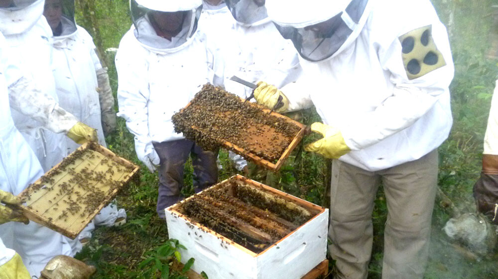 Día del apicultor: Argentina, una de las "potencias" mundiales - Primera  Edición