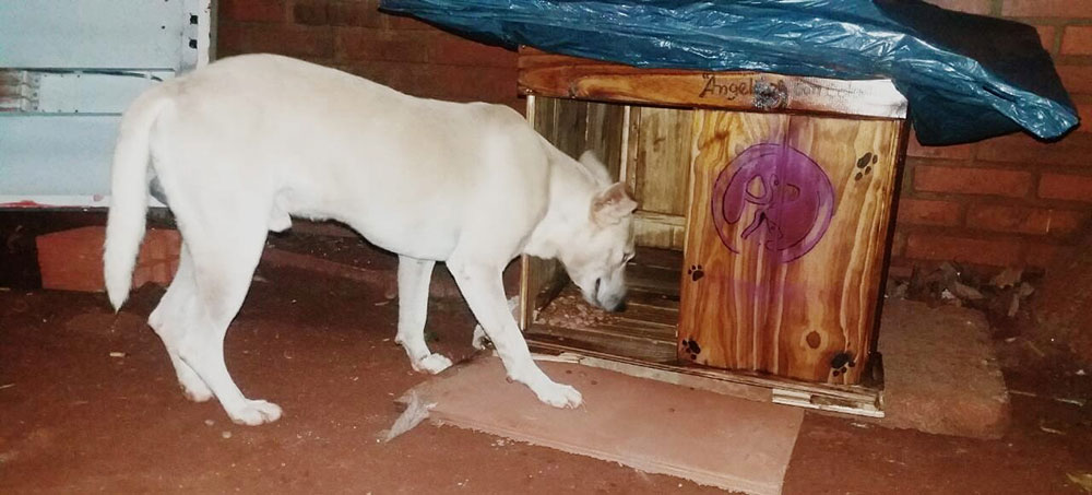 Construyen casitas para los animales de la calle en San Vicente