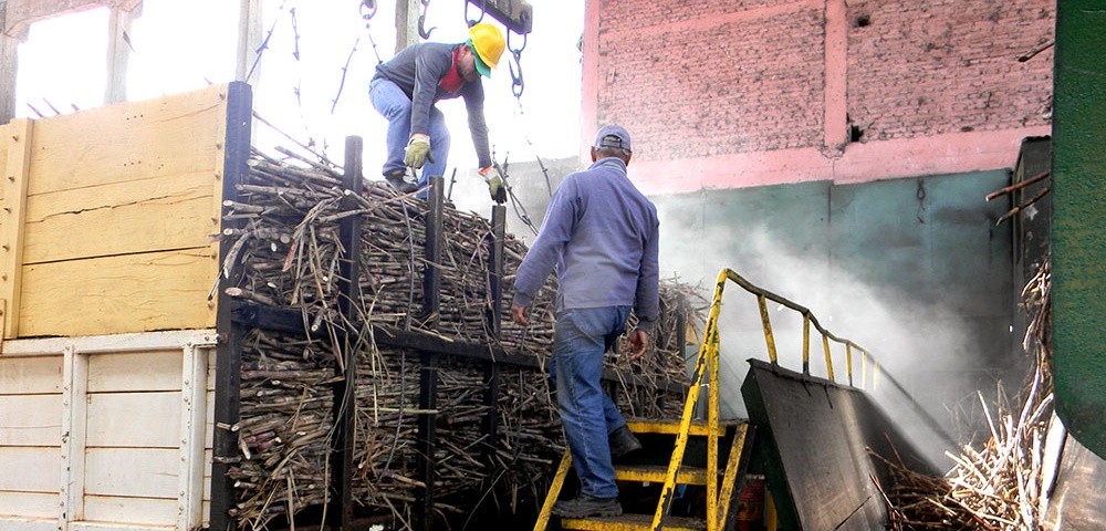 A TODA MARCHA. La fábrica azucarera recibe cerca de treinta camiones diarios para el procesamiento.