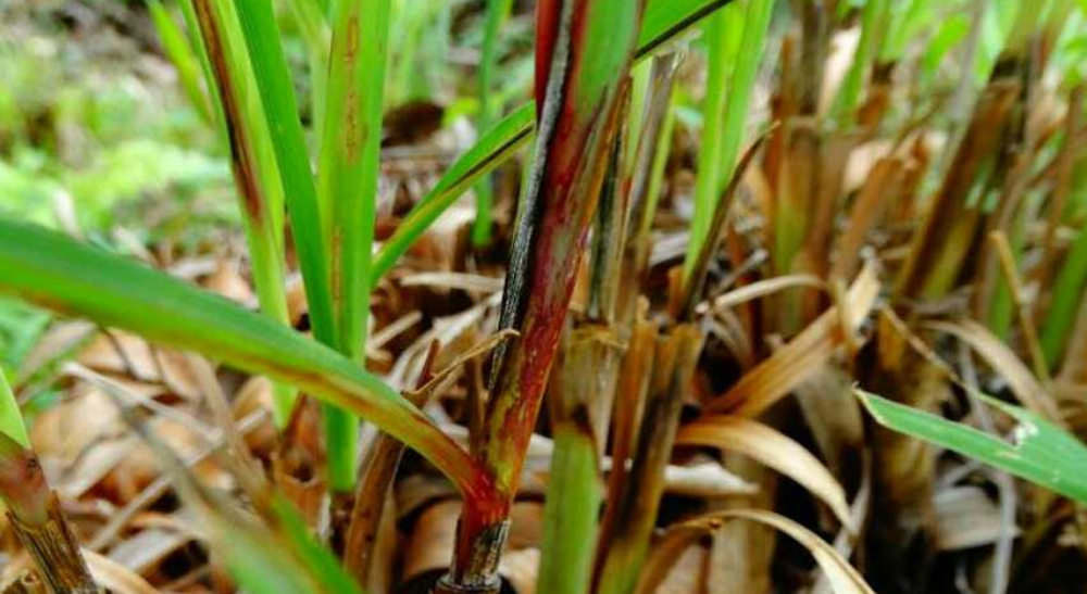 Alerta en el Oriente de Misiones por hongo que ataca a la citronella