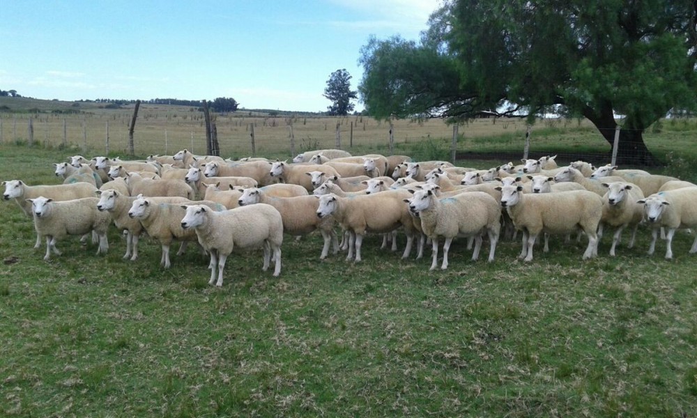 Iniciaron plan de mejora genética de ovinos con resistencia a parásitos