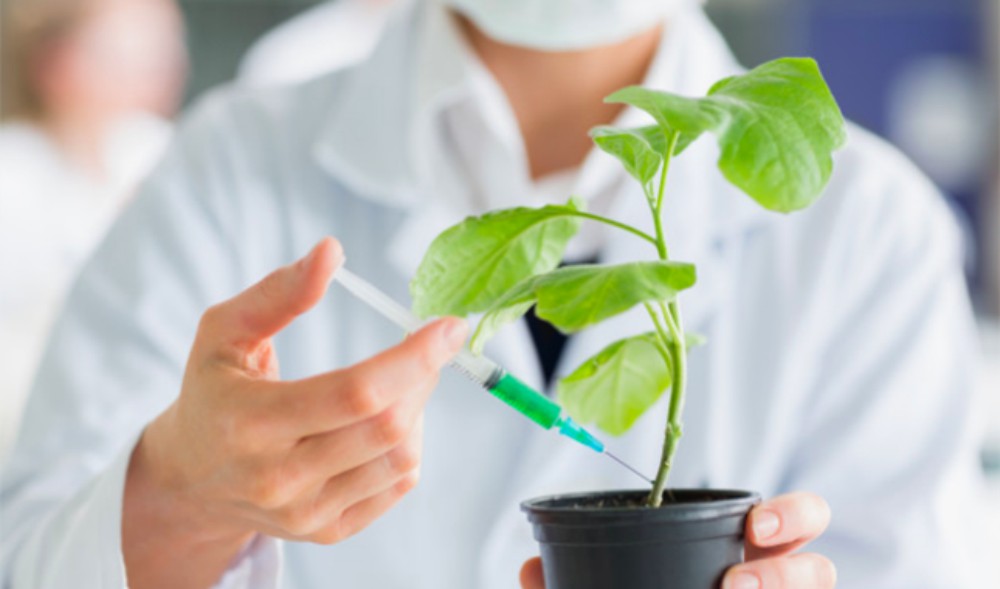 Presentaron una vacuna para aumentar defensas de las plantas