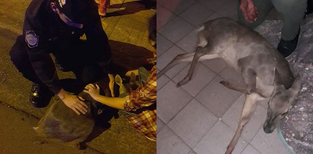 Rescatan un venado herido en Posadas
