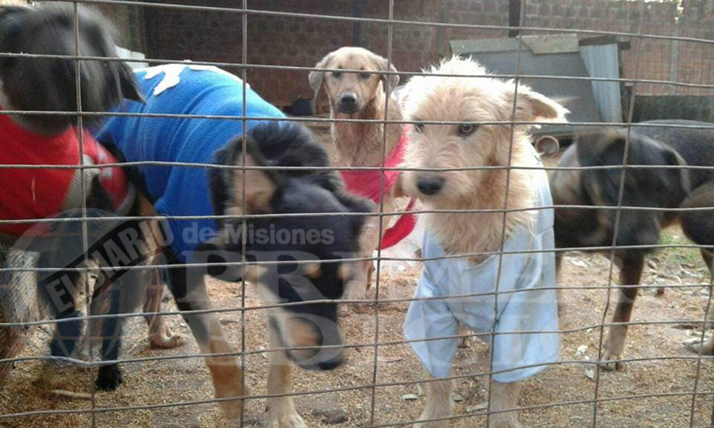 Con casi 300 perros, refuerzan el pedido de colaboración