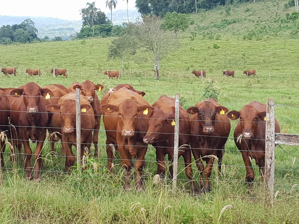 El programa Foresto Ganadero se implementa en más de 700 chacras