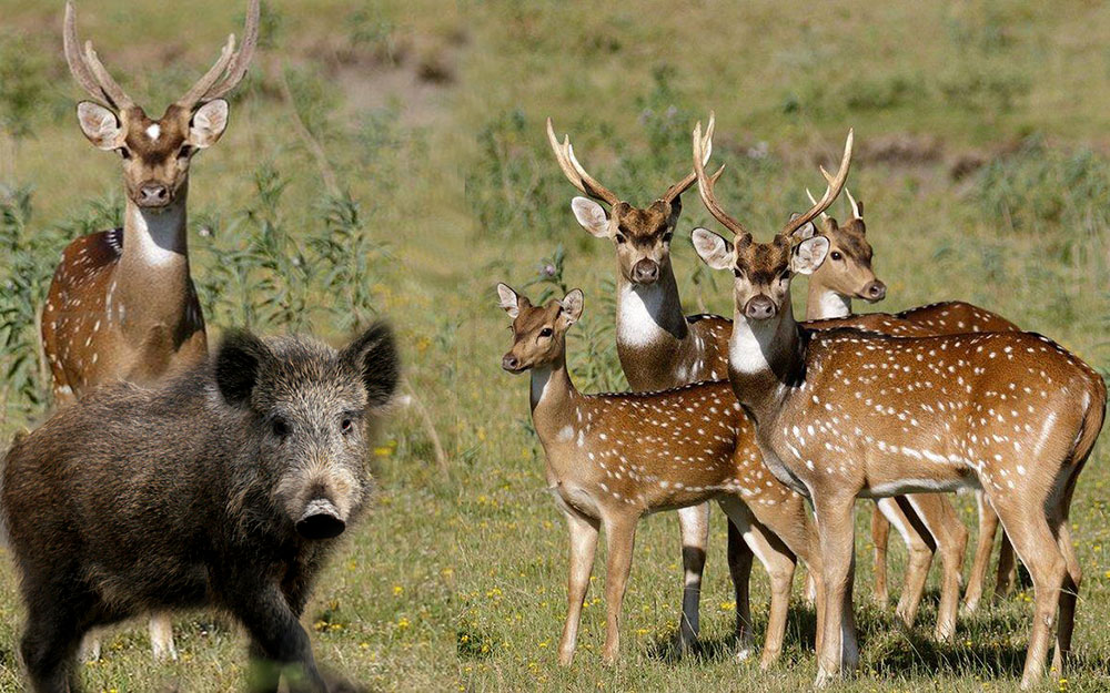 El Gobierno ratifica autorización para cazar dos especies en El Palmar
