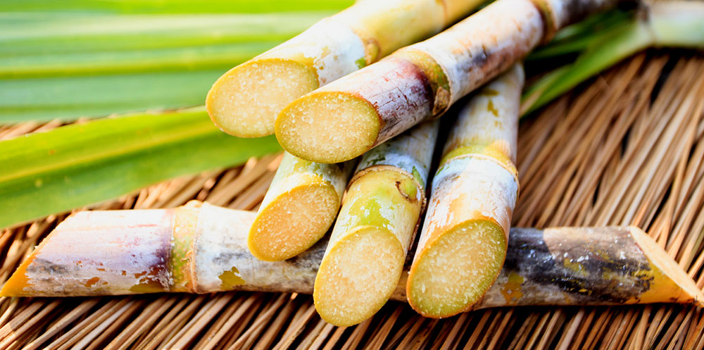 Comprobantes electrónicos obligatorios para comercializar caña de azúcar