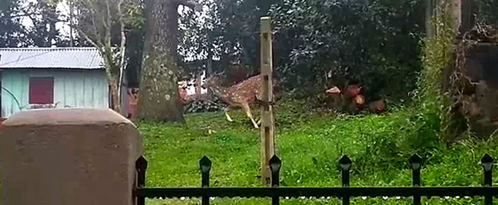 Avistan un ciervo en El Soberbio