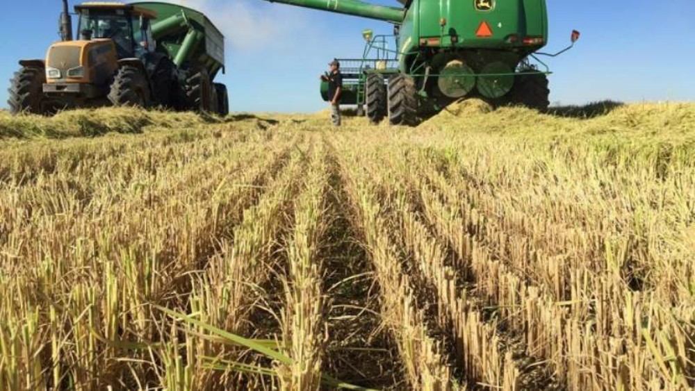 Buscan desarrollar arroz, alfalfa y maíz con más tolerancia a la sequía