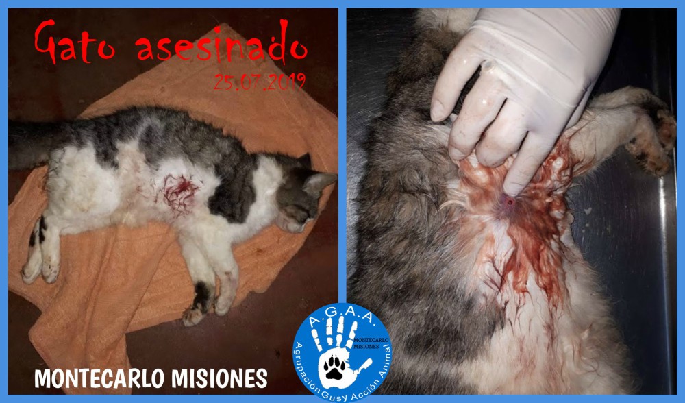 Alertan sobre la matanza de animales con balas de aire comprimido