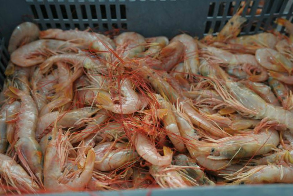 Argentina vuelve a exportar langostinos al mercado brasileño