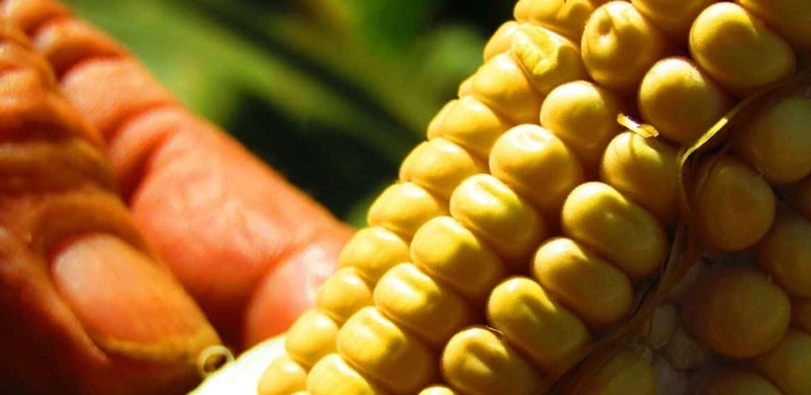 Herrera Ahuad: “Misiones debe crecer cultivando con responsabilidad”