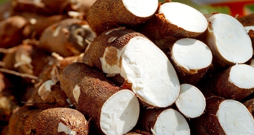 PROBLEMÁTICA. La mala política que aplicaron algunas industrias en su momento hizo que el precio de la mandioca para el agricultor sea muy bajo.