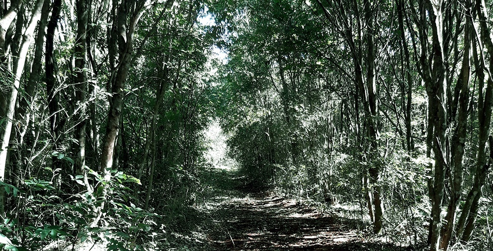 Un pulmón ecológico en medio del casco urbano