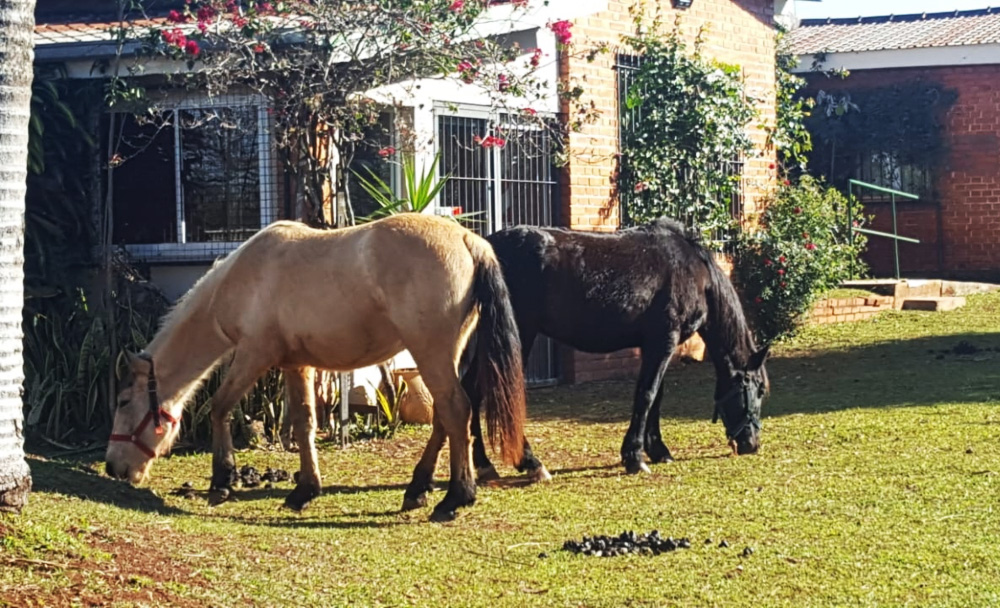 Entrenan a las yeguas de Centro de Equinoterapia Camino de las Misiones