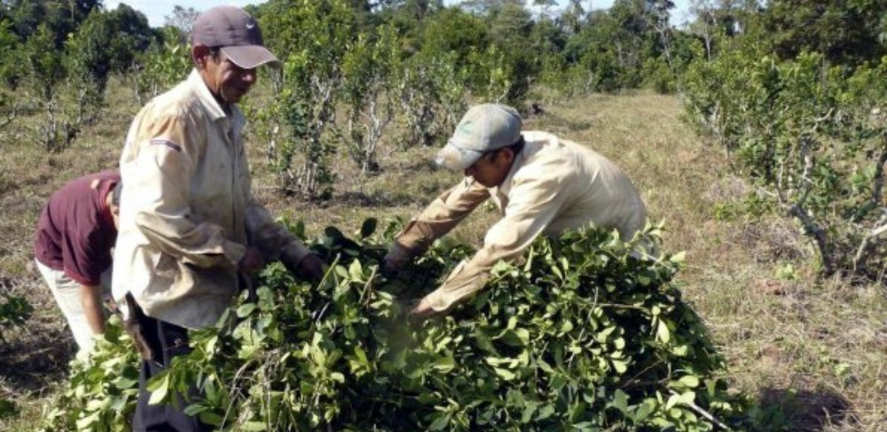 Según el INYM no habrá cierre anticipado en la cosecha de yerba mate