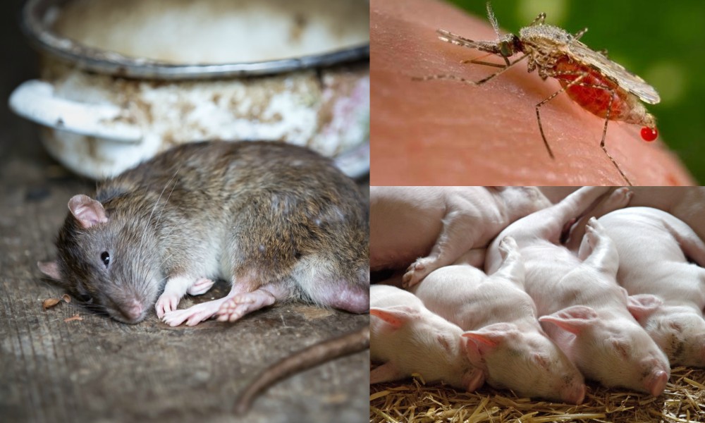 Leptospirosis, hantavirus y paludismo: gran aumento de notificados en Misiones