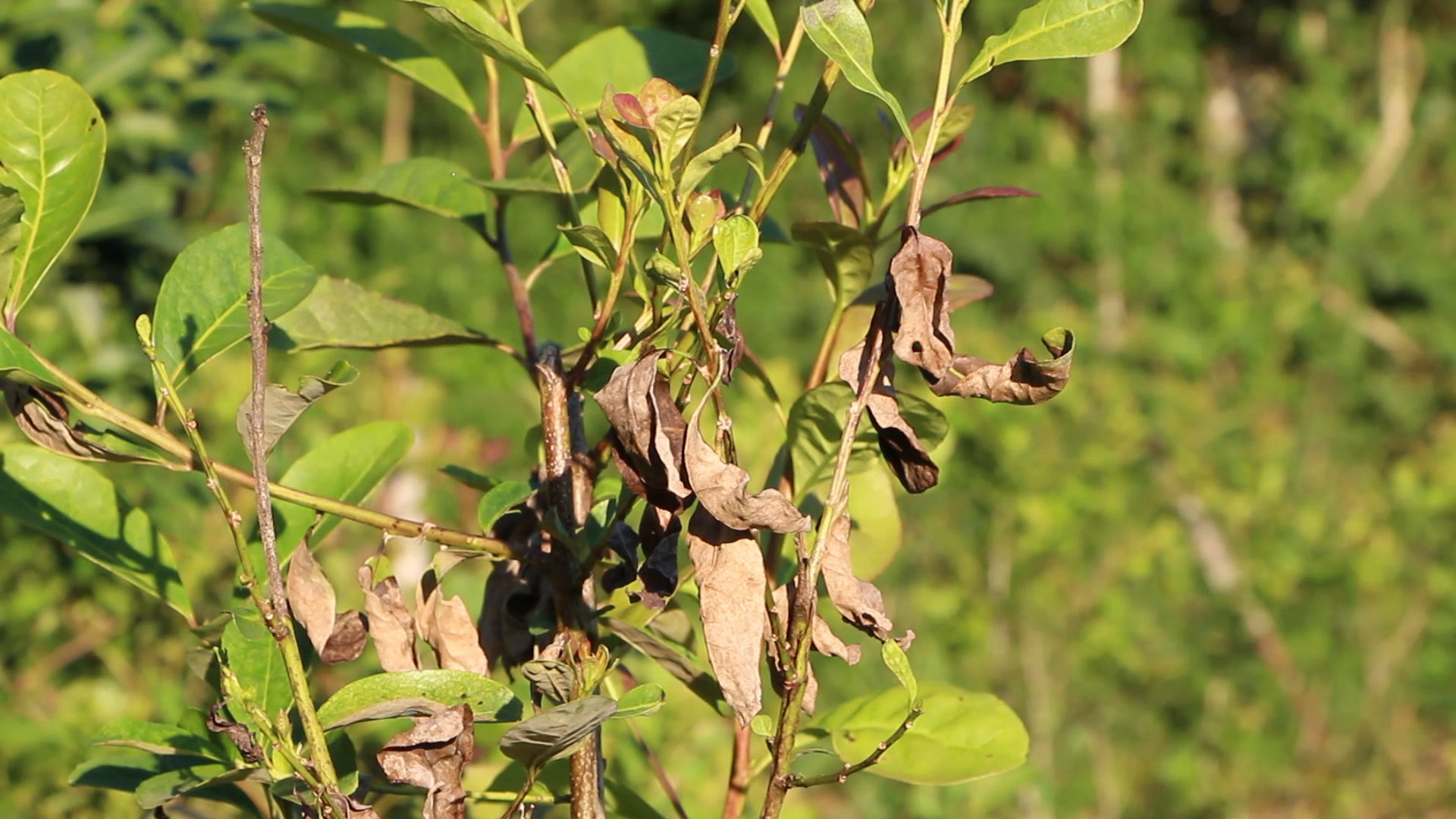 Los altos niveles de humedad acentuaron las plagas en cultivos