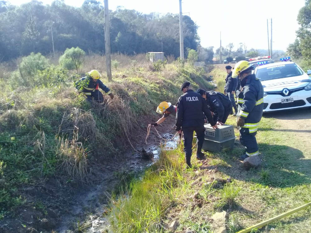 En Alem, rescataron a un zorro gris que estaba atrapado en el barro