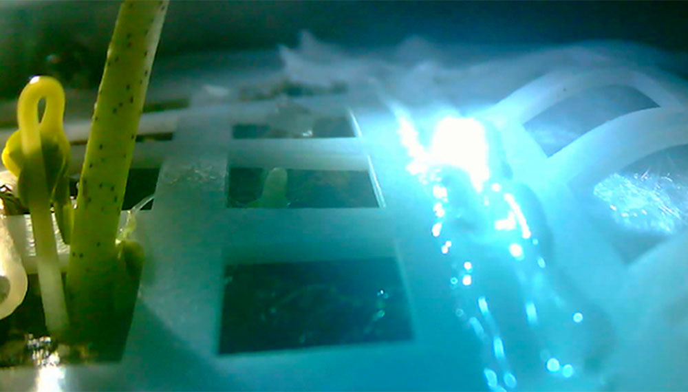 China germinó algodón en la Luna