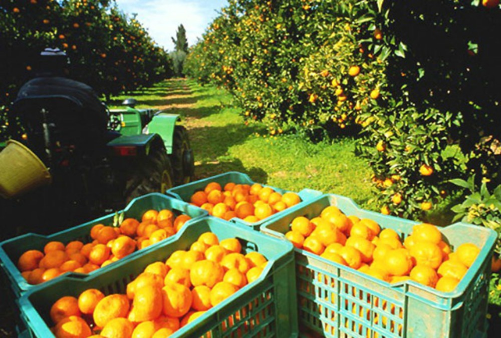 Productores de cítricos dulces esperan apertura de Estados Unidos