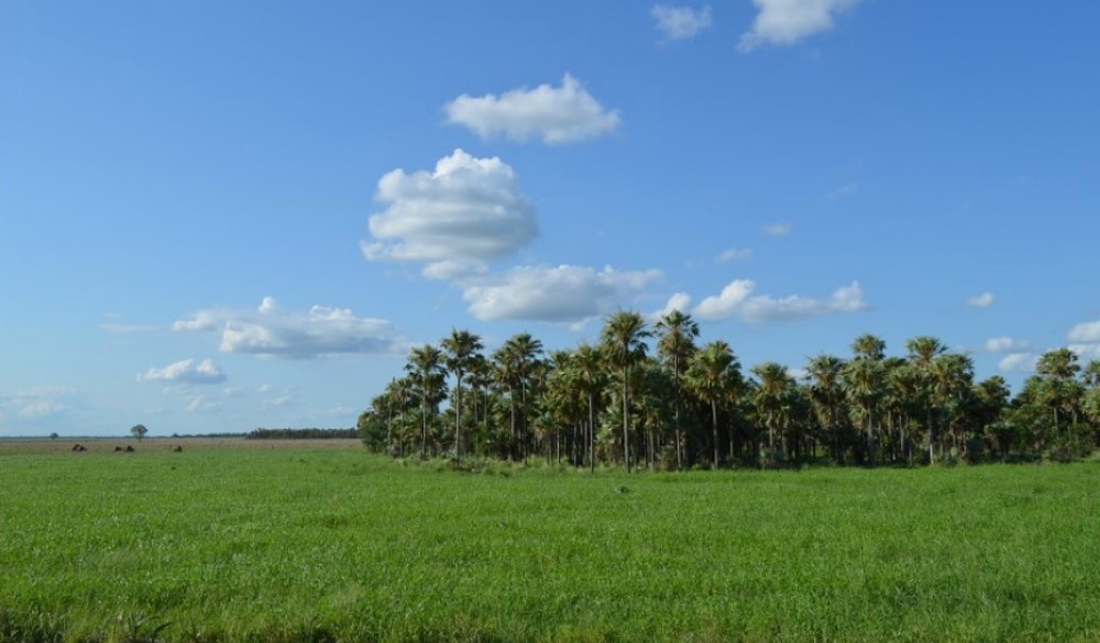 Cómo elegir la forrajera térmica ideal en el NEA