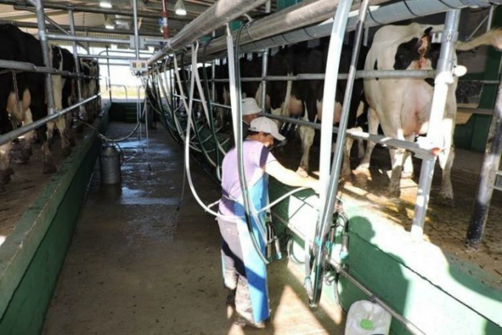 Escasez de la materia prima impacta en los precios de la cadena láctea