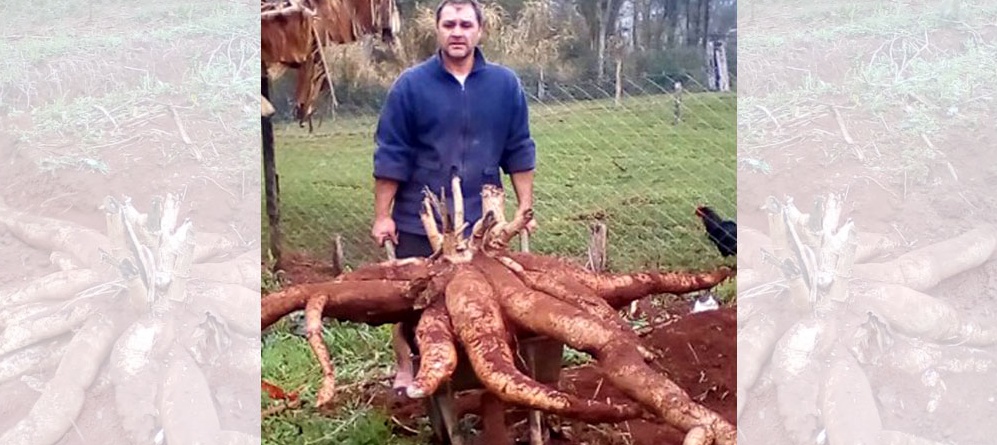 Cosecharon una planta de mandioca de 83 kilos