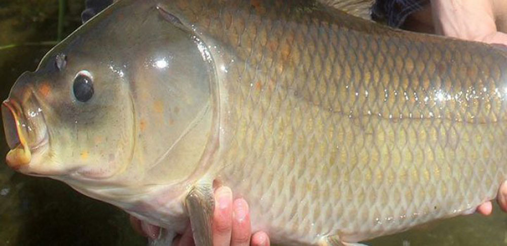 Chaco y Formosa traen a los mejores