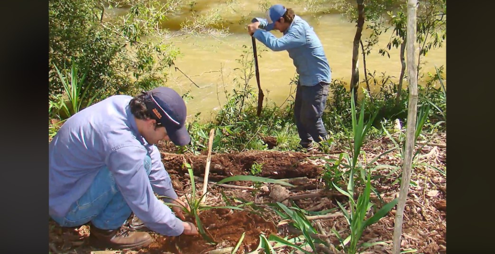 Vida Silvestre se planta contra la deforestación