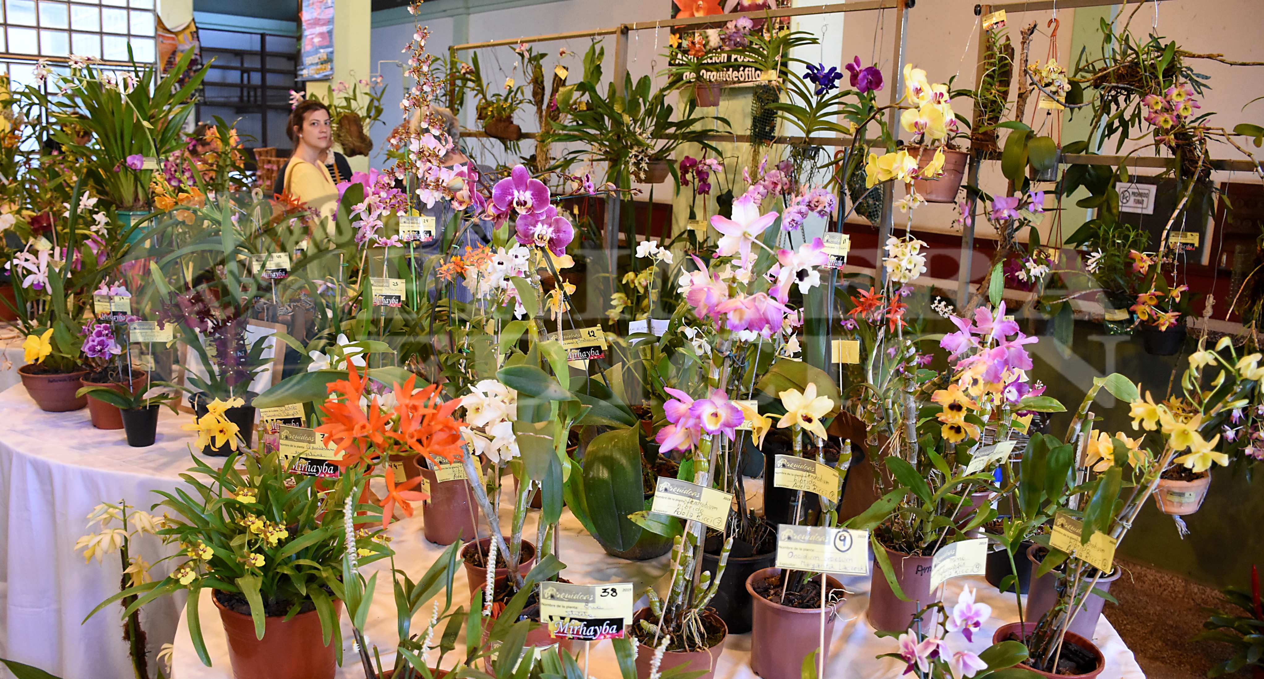 Las más exóticas flores hicieron suspirar a cientos de visitantes