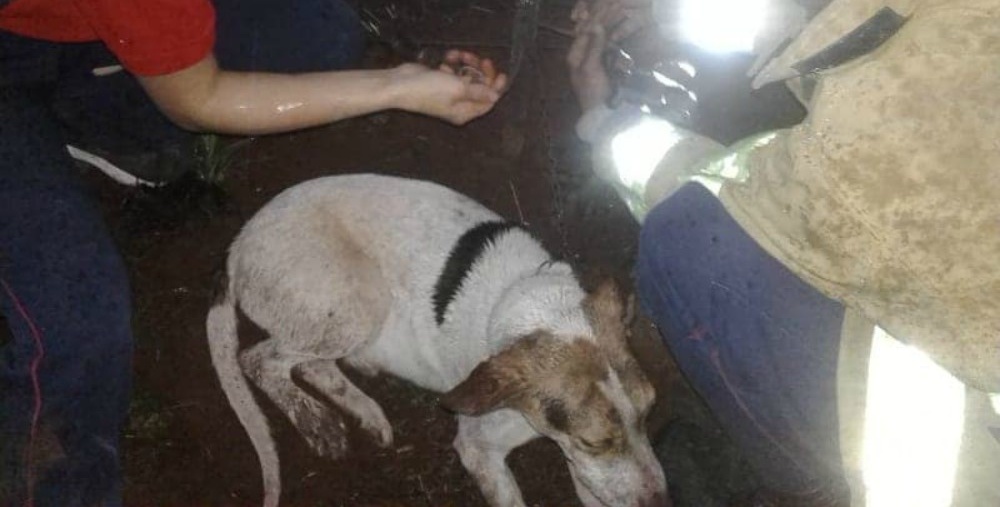 Atan y abandonan a su suerte a un perro en Andresito