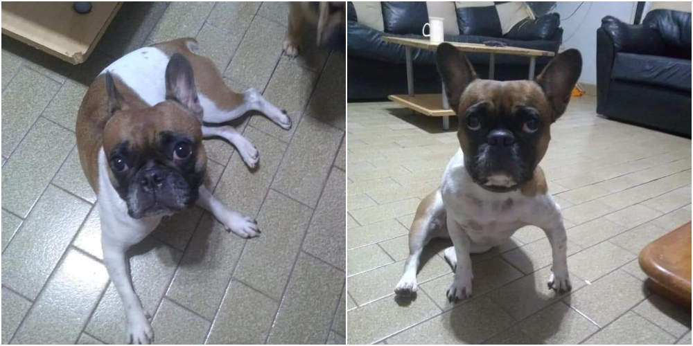 SOS Mascotas: buscan a Pichi