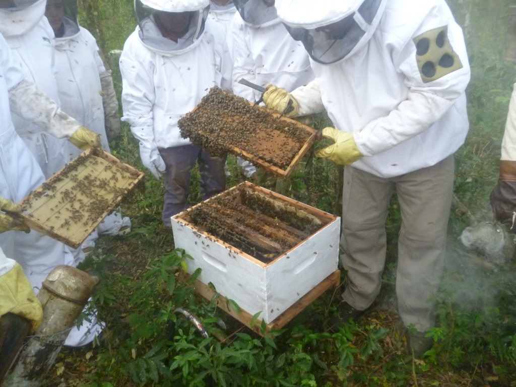 Buscan sumar a la miel de abeja al mercado turístico de Misiones