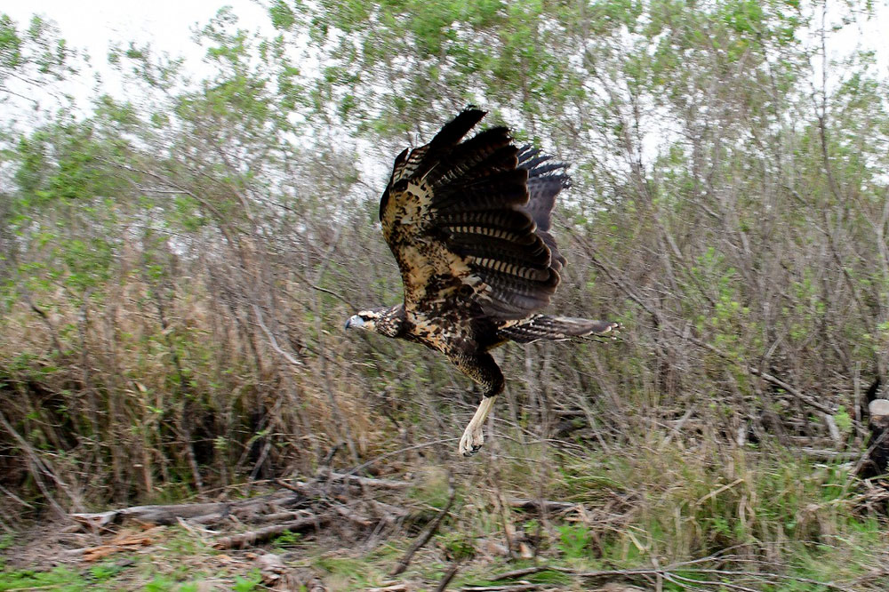 Liberan un águila negra en Reserva Santa María