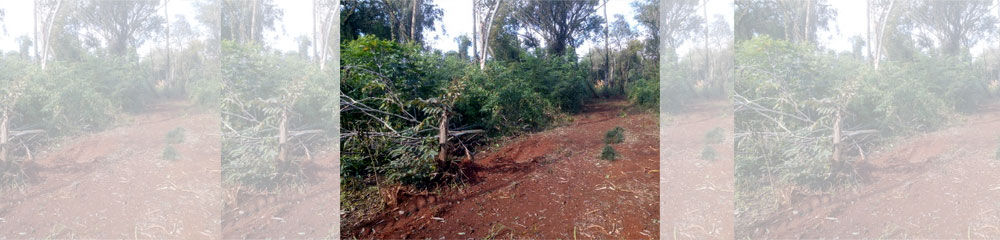 Denuncian desmonte en el Corredor Verde pero desde Ecología lo desmienten