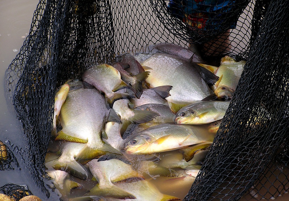 Por año, Misiones produce unas 300 toneladas de peces