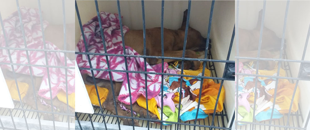 Denuncian que un hombre mató a un perro de un tiro