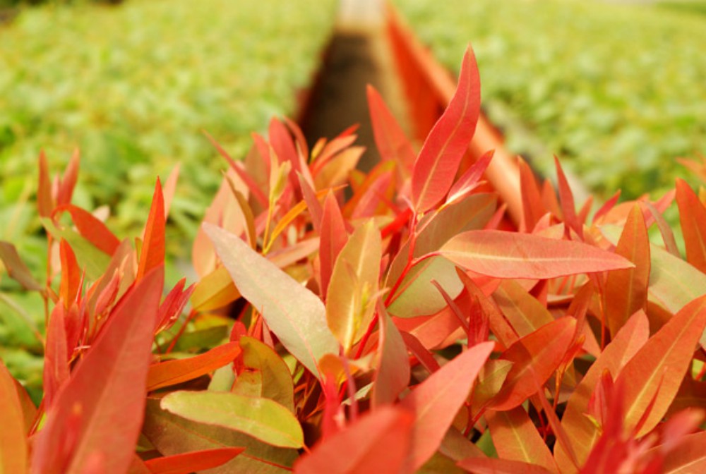 Empresa forestal redujo cerca del 90% el uso del plástico en su vivero